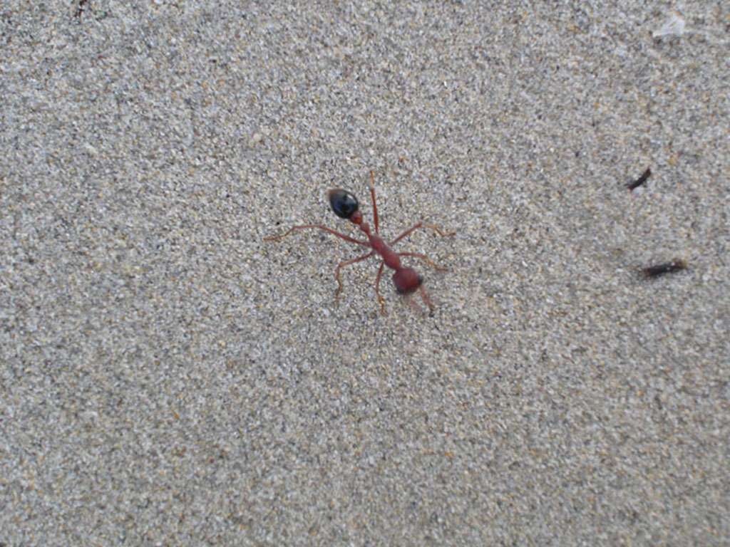 ozzy ants